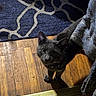 Pretty Boy joined the competition — help win amazing prizes! cat, black_cat, pet, animal, feline, green_eyes, bandana, looking_up, standing, indoors, hardwood_floor, rug, home, furniture, couch, close_up, portrait, whiskers, ears, cute