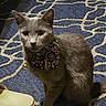 Pretty Boy joined the competition — help win amazing prizes! cat, gray_cat, pet, animal, bandana, bell, collar, sitting, indoors, rug, carpet, blue, patterned_background, portrait, closeup, fur, whiskers, ears, eyes, slippers