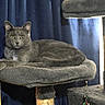 cat, gray_cat, feline, pet, animal, portrait, sitting, lying_down, green_eyes, ears, whiskers, fur, cat_tree, scratching_post, cushion, curtain, indoor, home, relaxed, alert