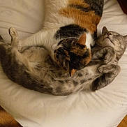Nora joined the competition — help win amazing prizes! animal_photography, bed, calico_cat, cats, cozy, cuddle_pile, cuddling, ears, furry, gray_cat, indoors, lying_down, paws, pet, relaxed, sleeping, tabby_cat, three_cats, whiskers, white_bedding