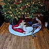 Nora is registered to the contest to win money with this photo: calico_cat, cat, christmas, christmas_tree, cozy, decorations, feline, festive, holiday, home, indoor, lights, lounging, ornaments, pet, presents, sleeping, tree_skirt, under_tree, wooden_floor