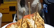 Nora is registered to the contest to win money with this photo: animal, bread, cat, cheese, cozy, feline, food, funny, indoors, kitchen, pet, plate, portrait, sandwich, sitting, storage_drawers, tomato, toothpicks, wide_eyed, wooden_furniture