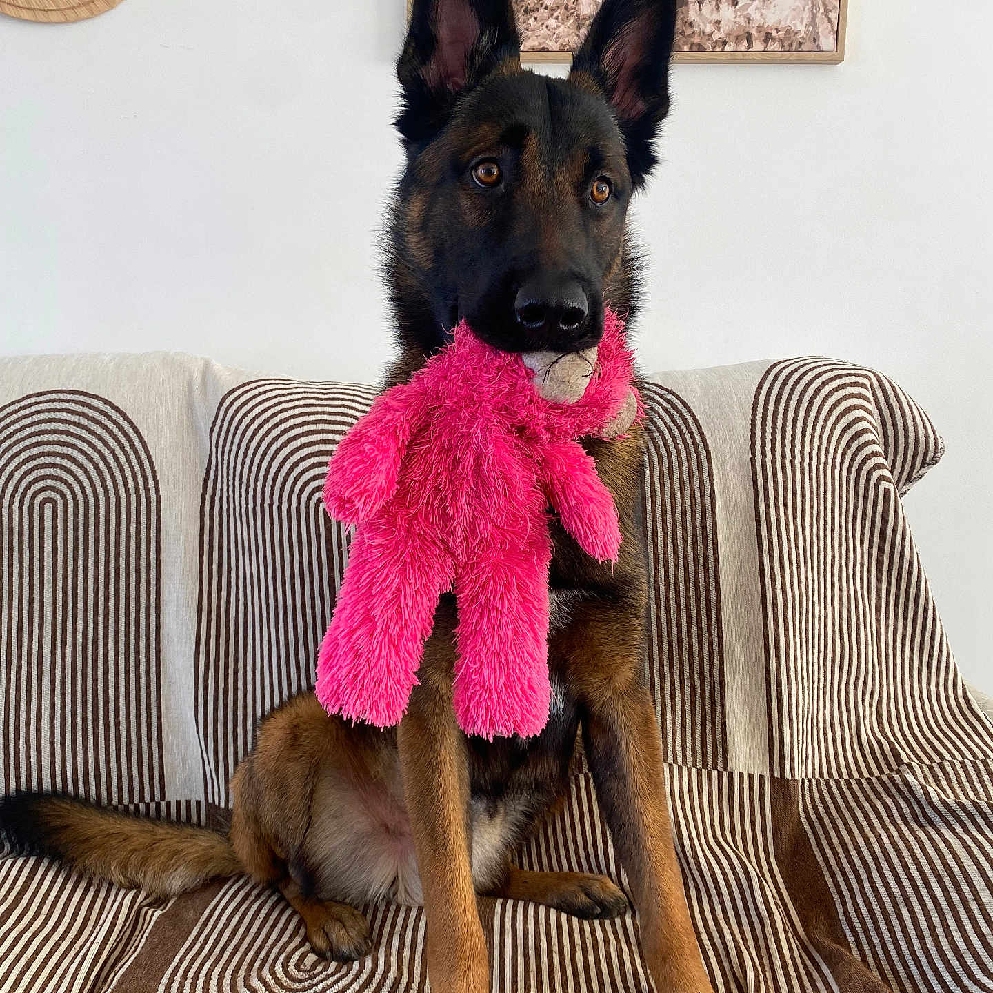Vegas participe au concours pour gagner de l'argent avec cette photo : animal, architecture, blanket, building, canine, couch, cushion, dog, dogbed, furniture, germanshepherd, homedecor, indoors, interiordesign, livingroom, pet, photoframe, policedog, puppy, room