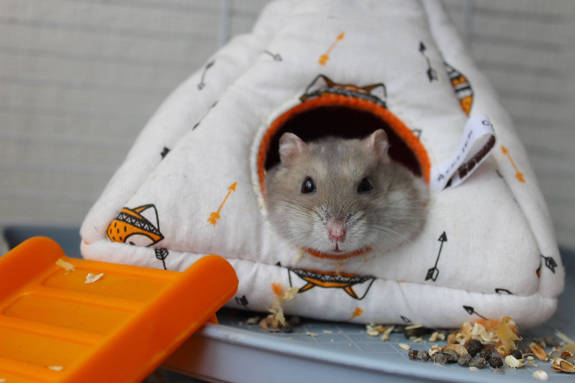 Pétou a rejoint le concours — aidez-le/la à gagner de superbes lots ! beige, chinchilla, degu, dormouse, eating, fawn, fur, gerbil, hamster, mouse, muridae, muroidea, pest, rat, rodent, snout, whiskers