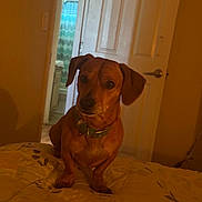 Scooby joined the competition — help win amazing prizes! animal, bathroom, bed, brown_dog, canine, collar, curious_expression, dog, domestic, door, furniture, home, indoor, lighting, pet, quilt, room, shower_curtain, small_dog, wall
