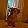 Scooby