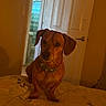 animal, bathroom, bed, brown_dog, canine, collar, curious_expression, dog, domestic, door, furniture, home, indoor, lighting, pet, quilt, room, shower_curtain, small_dog, wall