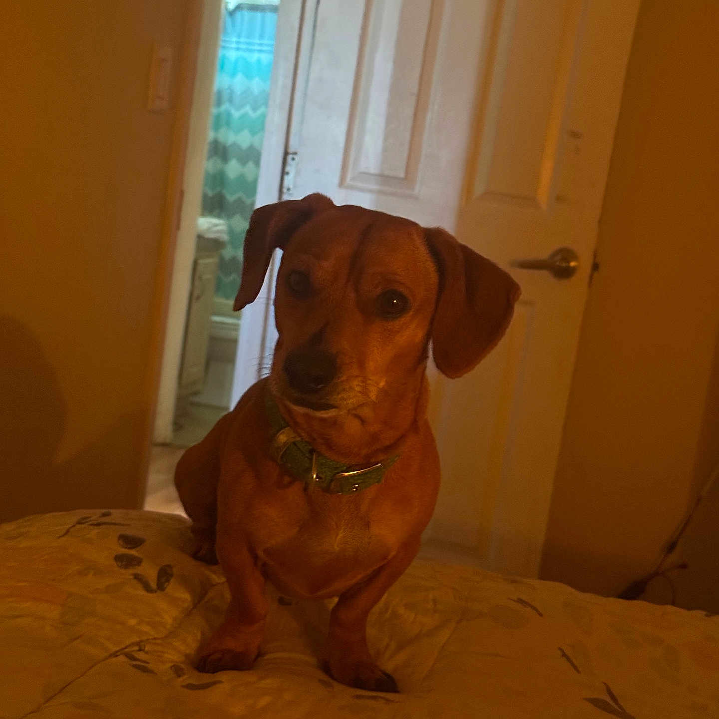 Scooby