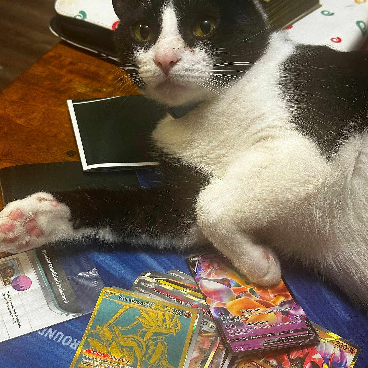 Haku is registered to the contest to win money with this photo: animal, book, cat, computer, electronics, face, food, furniture, head, herbal, herbs, person, pet, photography, plant, portrait, publication, sweets, table, text