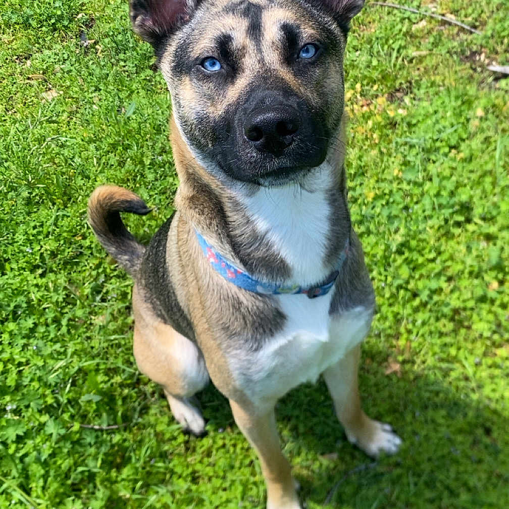 Rocky is registered to the contest to win money with this photo: alert, animal, blue_eyes, canine, collar, cute, daylight, dog, ears, friendly, fur, grass, greenery, nature, outdoor, pet, portrait, sitting, sunlight, watchful
