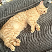 Chai is registered to the contest to win money with this photo: cat, comfort, couch, cozy, cream_color, curled_up, domestic_animal, fur, furniture, home, indoor, mug, nap, paw, pet, relaxation, resting, sleeping, textured, whiskers