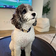 Whiskey joined the competition — help win amazing prizes! dog, curly_fur, black_and_white, pet, indoor, table, collar, watching, attentive, fluffy, living_room, blurred_background, television, furniture, wood_floor, decor, cute, animal, companion, domestic