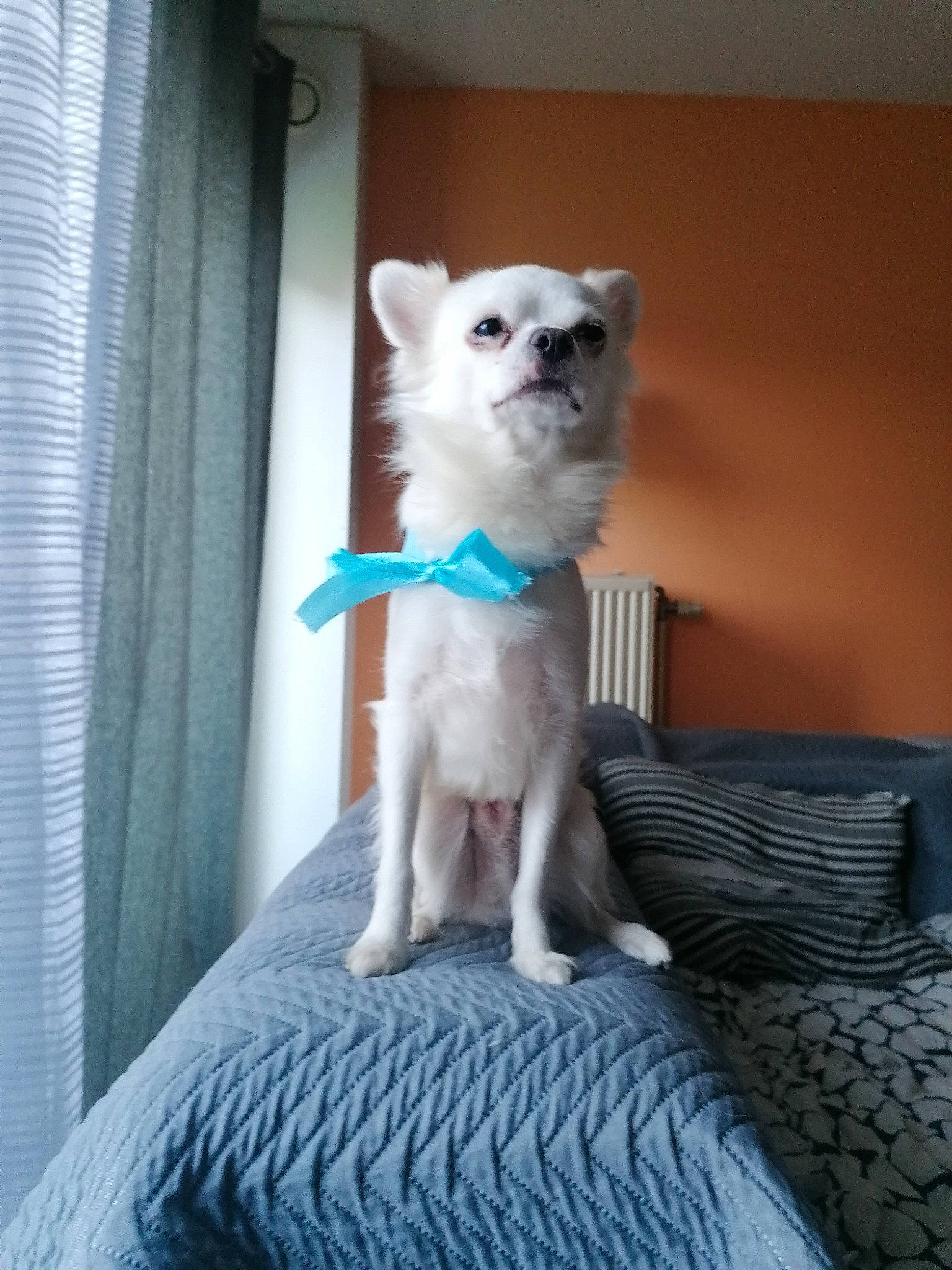 Snow participe au concours pour gagner de l'argent avec cette photo : canidae, carnivore, comfort, companion_dog, couch, curtain, dog, dog_breed, dog_supply, fawn, felidae, fur, plant, room, snout, sporting_group, tail, toy_dog, whiskers, working_animal