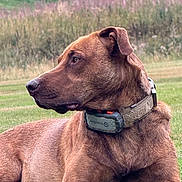 Ramses participe au concours pour gagner de l'argent avec cette photo : dog, brown_dog, animal, pet, collar, outdoor, grass, laying_down, side_view, nature, field, wildflowers, muzzle, ears, fur, canine, alert, relaxed, daytime, closeup