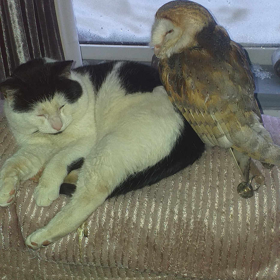 Levi is registered to the contest to win money with this photo: abyssinian, accipiter, animal, beak, bird, buzzard, cat, chair, couch, curtain, furniture, hawk, homedecor, kitten, owl, parakeet, parrot, pet, vulture, windowshade