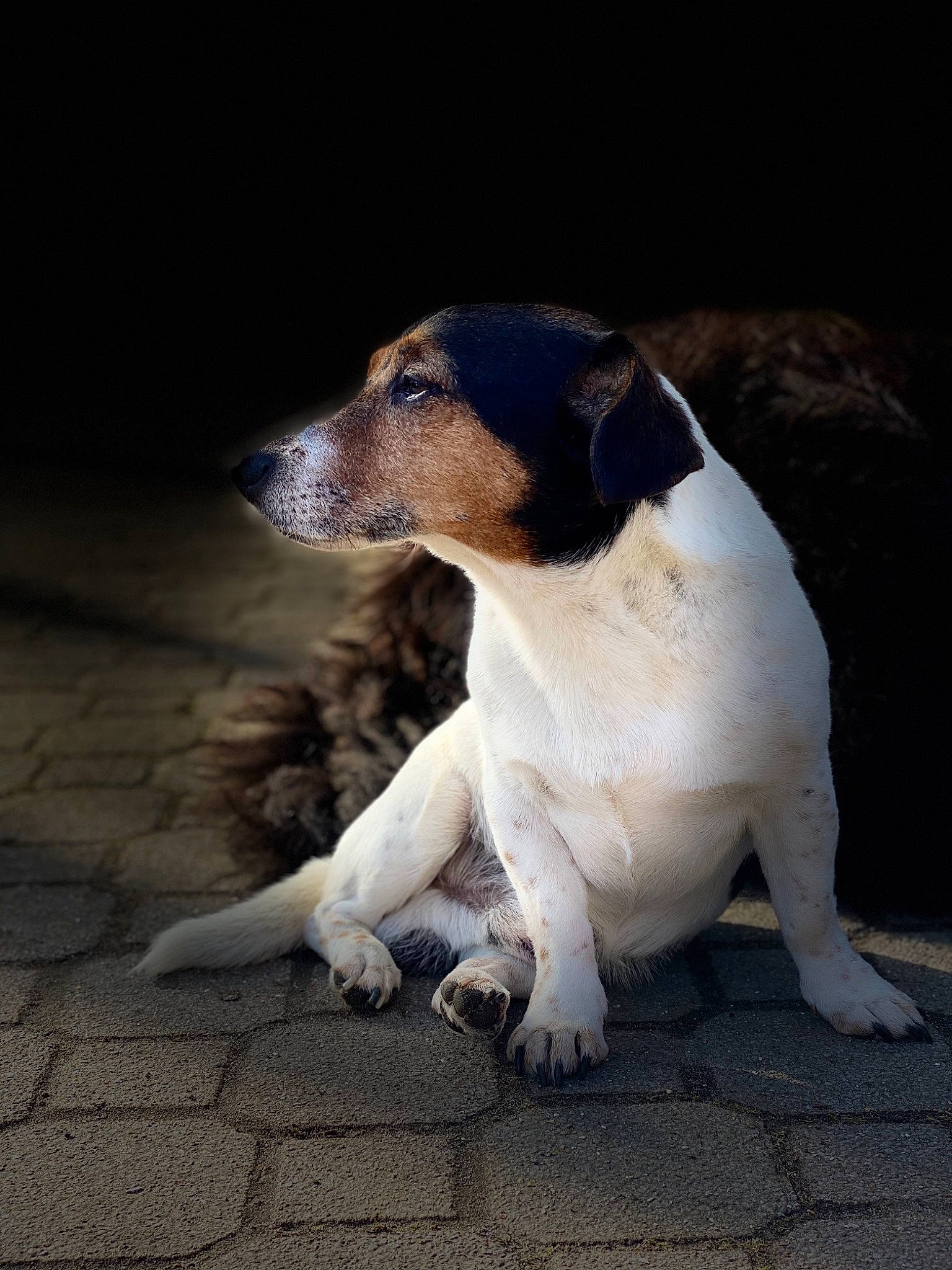 Gordon participe au concours pour gagner de l'argent avec cette photo : canidae, carnivore, companion_dog, dog, dog_breed, fawn, foot, paw, road_surface, sitting, snout, sporting_group, street_dog, tail, terrestrial_animal, working_animal