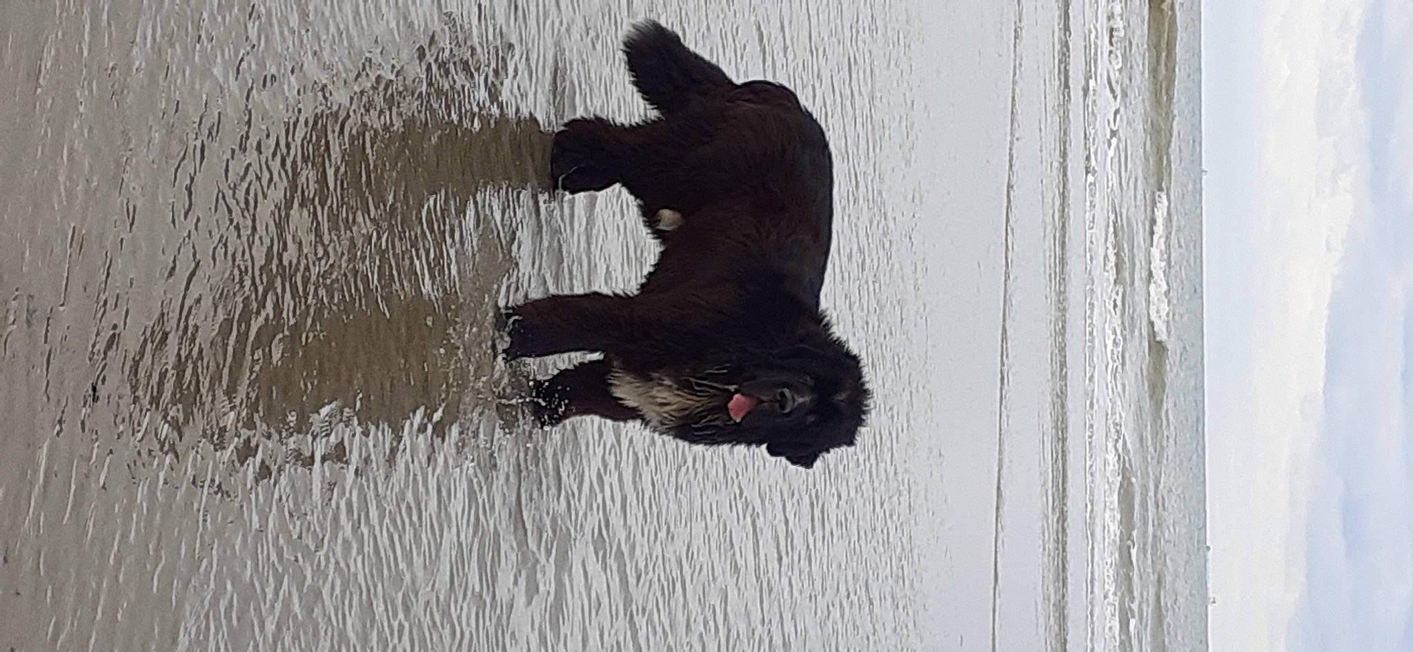 Mayro a rejoint le concours — aidez-le/la à gagner de superbes lots ! _geese_and_swans, beak, bovine, canidae, dog_breed, ducks, guard_dog, lake, plant, recreation, reflection, shadow, snout, soil, sporting_group, tail, tree, water, wildlife, winter