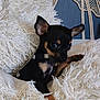puppy, dog, small_dog, black_and_tan, ears, blanket, fluffy, texture, cozy, indoor, pet, cute, young, collar, fur, animal, resting, comfort, close_up, curious