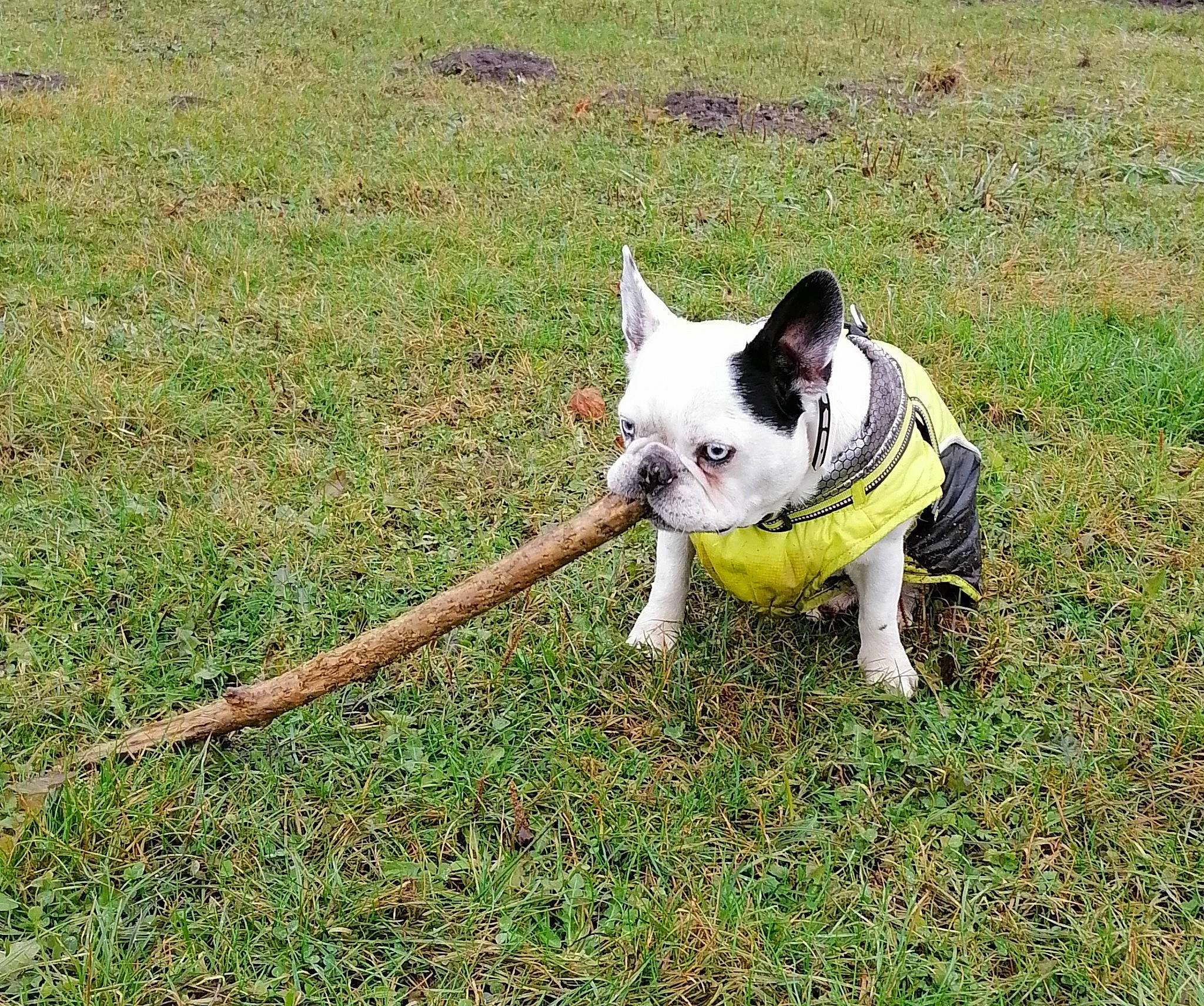 Homer participe au concours pour gagner de l'argent avec cette photo : canidae, carnivore, collar, companion_dog, dog, dog_breed, dog_collar, dog_supply, fawn, grass, leash, non_sporting_group, plant, shrub, snout, tail, terrestrial_animal, terrier, toy_dog, working_animal