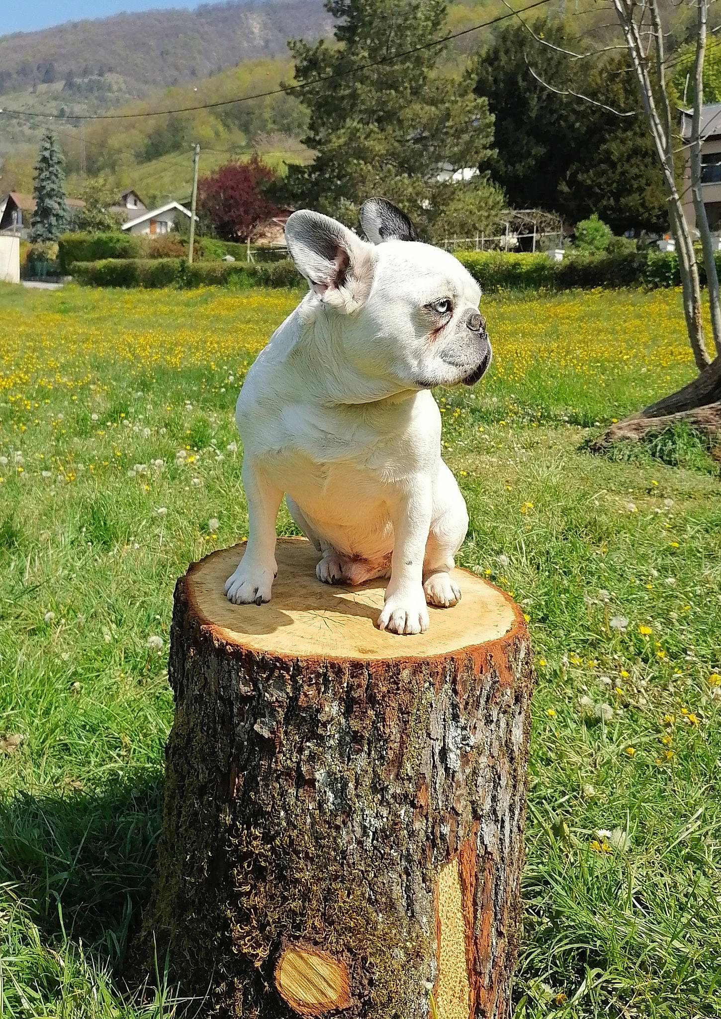 Homer participe au concours pour gagner de l'argent avec cette photo : art, domestic_rabbit, fawn, grass, groundcover, hare, lawn, lawn_ornament, monument, plant, rabbit, rabbits_and_hares, sculpture, shrub, sky, tail, terrestrial_animal, tree, trunk, wood