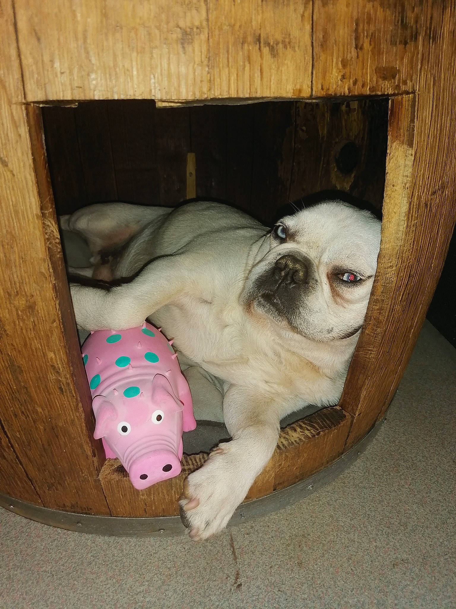 Homer participe au concours pour gagner de l'argent avec cette photo : canidae, carnivore, comfort, companion_dog, dog, dog_breed, dog_supply, fawn, felidae, flooring, fur, linens, pet_supply, pug, snout, sporting_group, toy_dog, whiskers, wood, working_animal