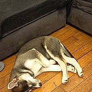 Angel participe au concours pour gagner de l'argent avec cette photo : dog, sleeping, wooden_floor, couch, indoor, pet, canine, resting, fur, animal, quiet, relaxation, home, cozy, brown, white, black, flooring, domestic, companion