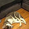 dog, sleeping, wooden_floor, couch, indoor, pet, canine, resting, fur, animal, quiet, relaxation, home, cozy, brown, white, black, flooring, domestic, companion