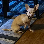 Minnie is registered to the contest to win money with this photo: animal, bulldog, canine, chihuahua, dog, frenchbulldog, homedecor, leash, pet, puppy, slate, whitedog, wood