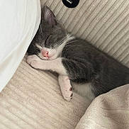 Alba a rejoint le concours — aidez-le/la à gagner de superbes lots ! kitten, sleeping, gray_and_white, cat, blanket, pillow, cozy, nap, fur, whiskers, soft, indoor, resting, cute, pet, animal, closeup, peaceful, comfort, home