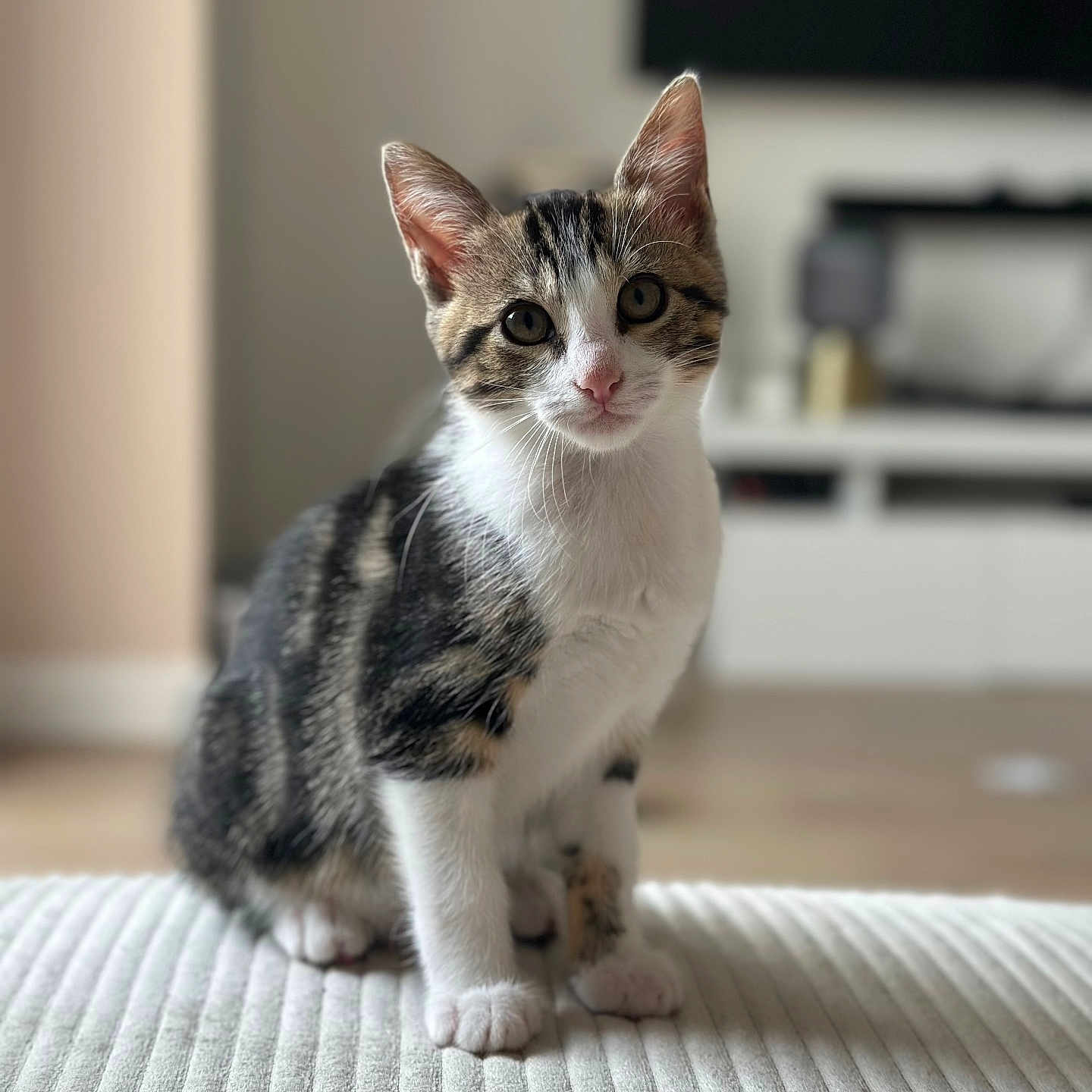 Ayla participe au concours pour gagner de l'argent avec cette photo : blurred_background, cat, curious, cute, domestic_cat, ears, feline, floor, furniture, indoor, kitten, living_room, pet, portrait, sitting, tabby, texture, whiskers, white_paws, young_animal