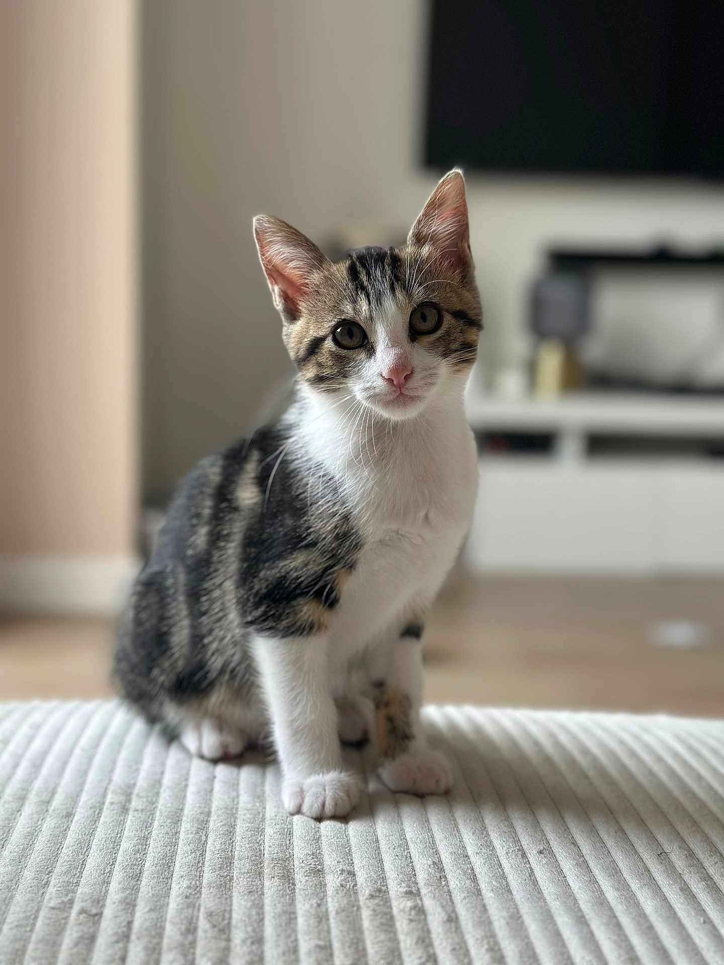 Ayla participe au concours pour gagner de l'argent avec cette photo : cat, kitten, tabby, white_paws, indoor, pet, curious, cute, sitting, feline, young_animal, domestic_cat, whiskers, ears, floor, furniture, blurred_background, living_room, texture, portrait