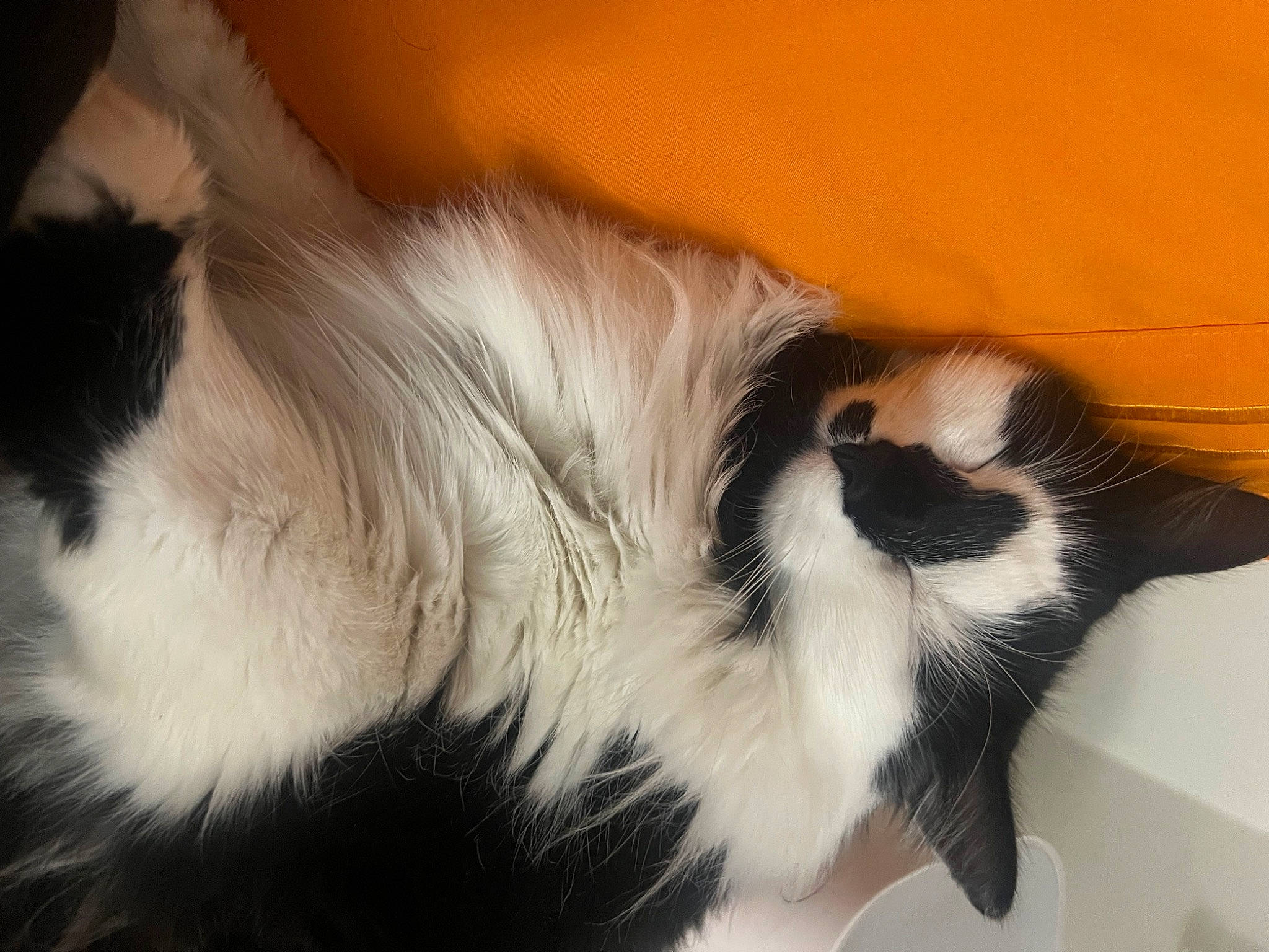 Luna Girl joined the competition — help win amazing prizes! canidae, carnivore, claw, comfort, companion_dog, dog_breed, felidae, fur, paw, plant, primate, small_to_medium_sized_cats, snout, tail, terrestrial_animal, whiskers, wildlife