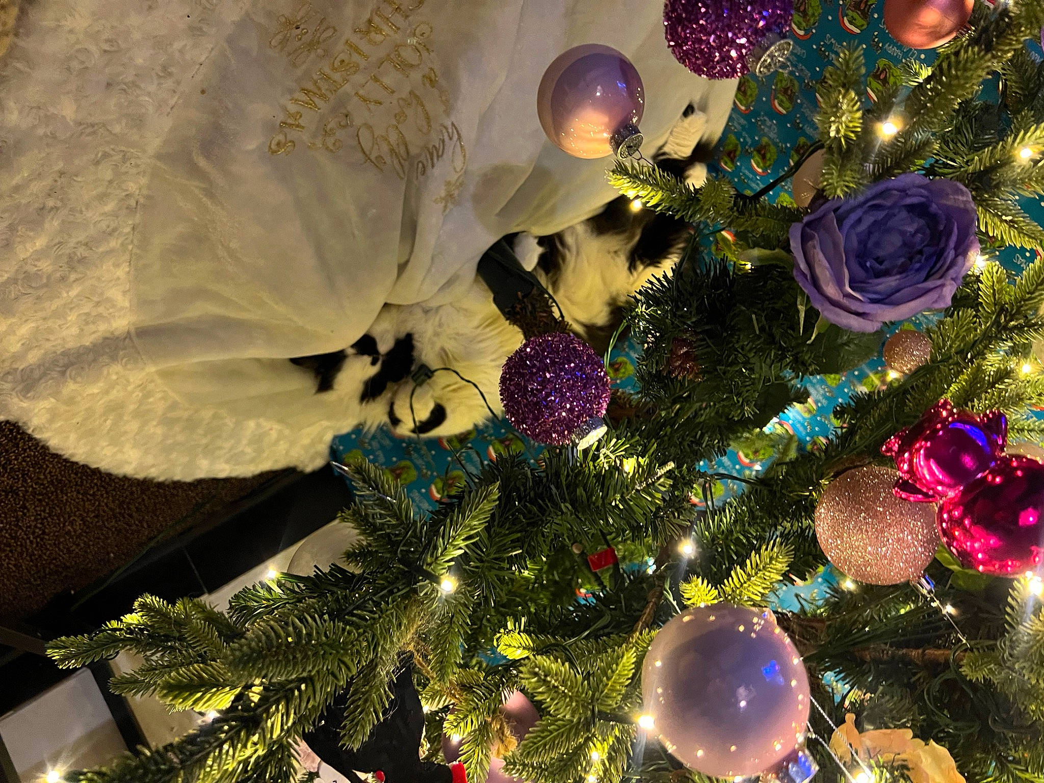 Luna Girl joined the competition — help win amazing prizes! botany, branch, christmas, christmas_decoration, christmas_ornament, christmas_tree, conifer, decoration, event, evergreen, holiday, holiday_ornament, light, ornament, plant, purple, tradition, tree, twig, woody_plant