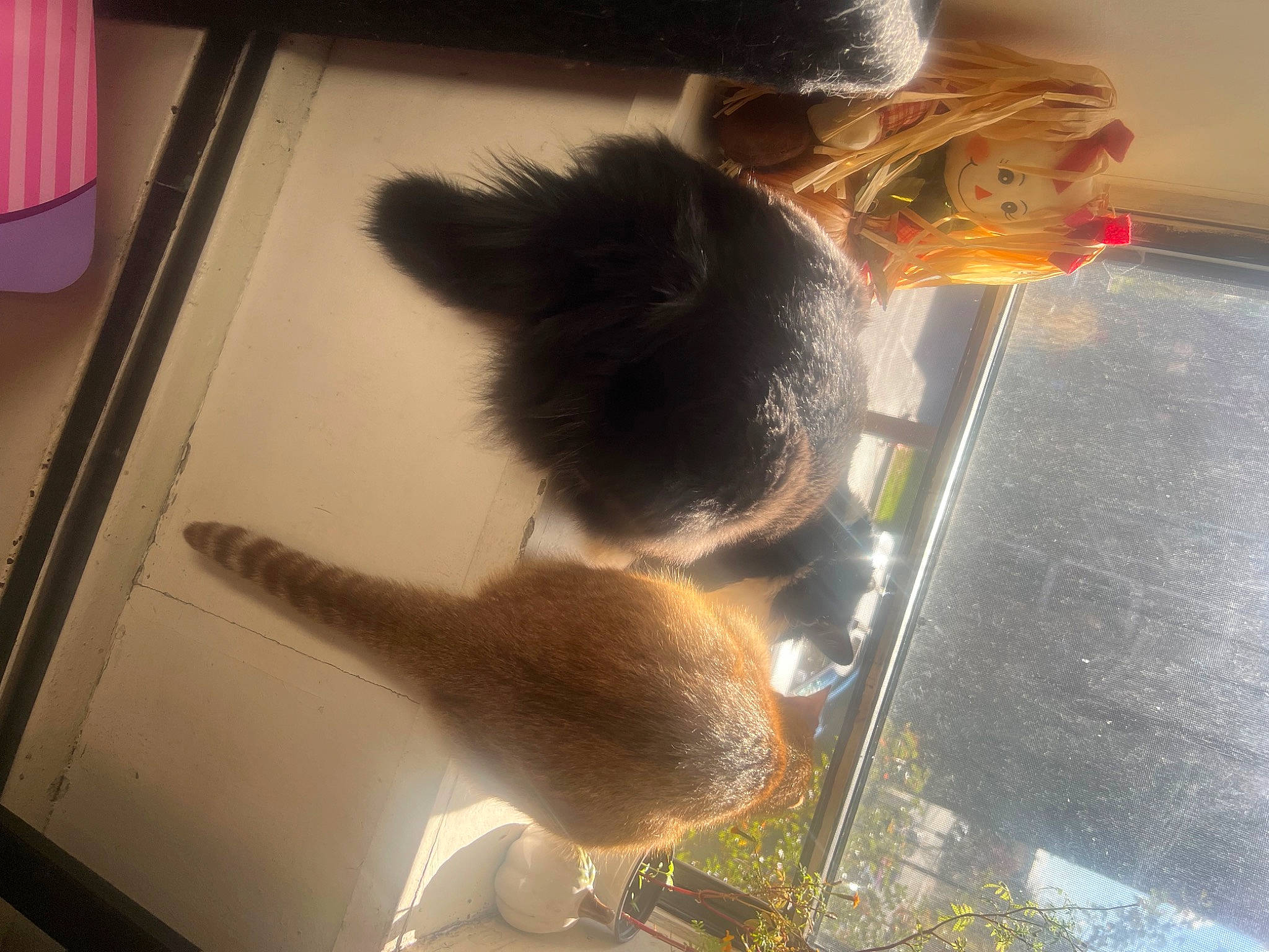 Luna Girl is registered to the contest to win money with this photo: fawn, felidae, fur, paw, reflection, room, shadow, small_to_medium_sized_cats, tail, tree, vehicle_door, whiskers, window, windshield