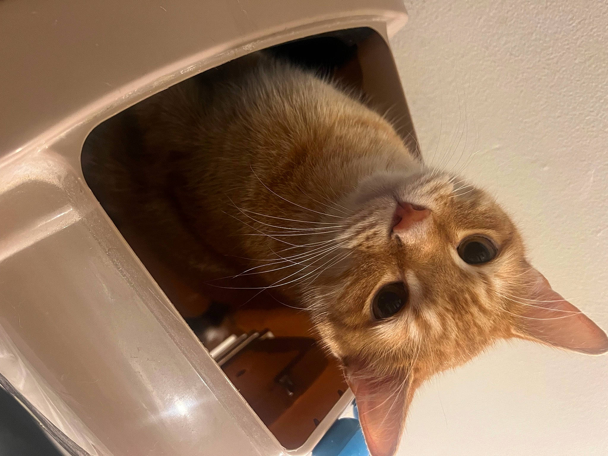 Sunny is registered to the contest to win money with this photo: carnivore, cat, claw, comfort, domestic_short_haired_cat, fawn, felidae, fur, paw, plant, small_to_medium_sized_cats, snout, tail, terrestrial_animal, whiskers