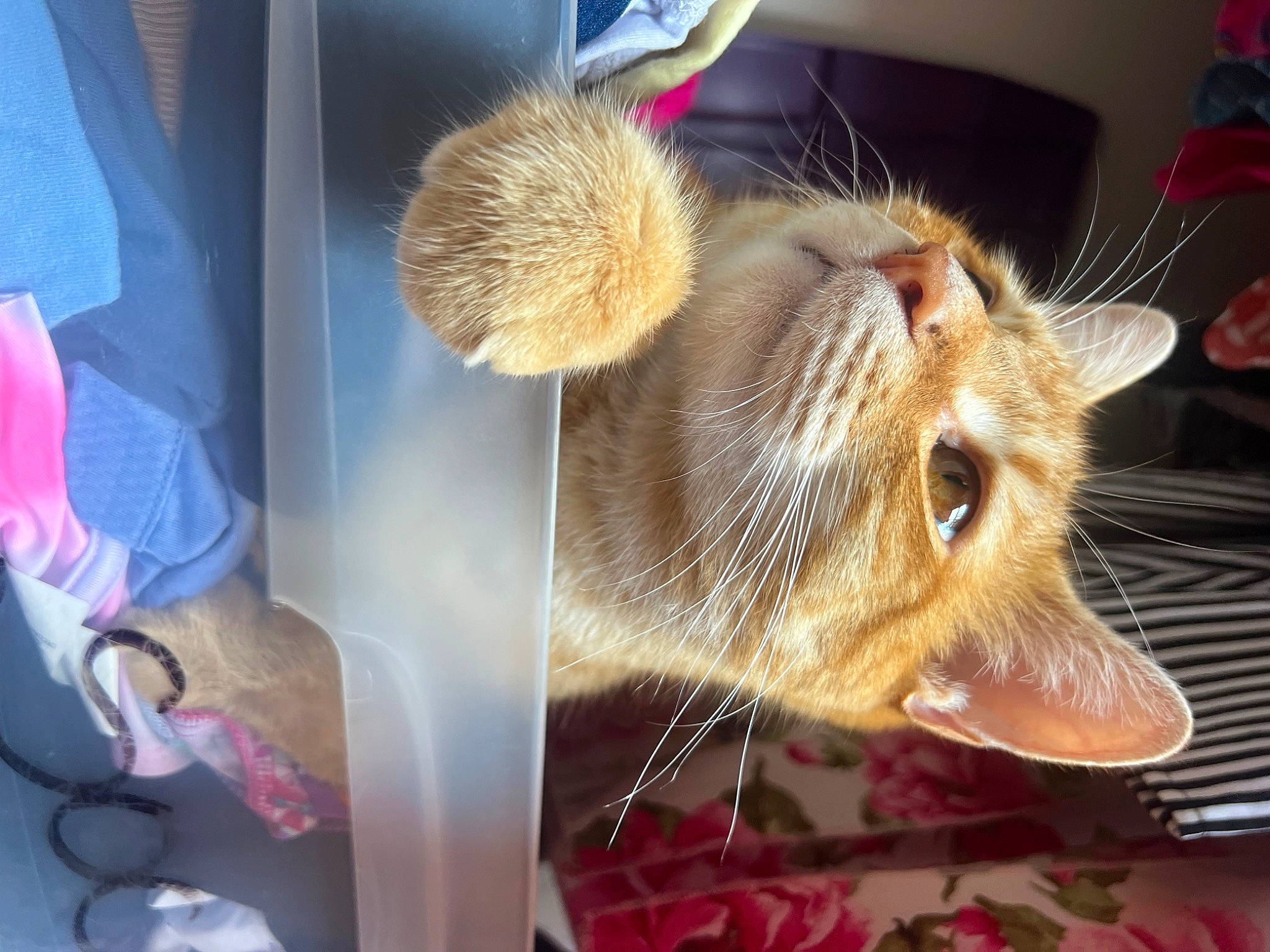 Sunny is registered to the contest to win money with this photo: carnivore, cat, cat_supply, claw, domestic_short_haired_cat, ear, fawn, felidae, fur, paw, small_to_medium_sized_cats, snout, tail, whiskers