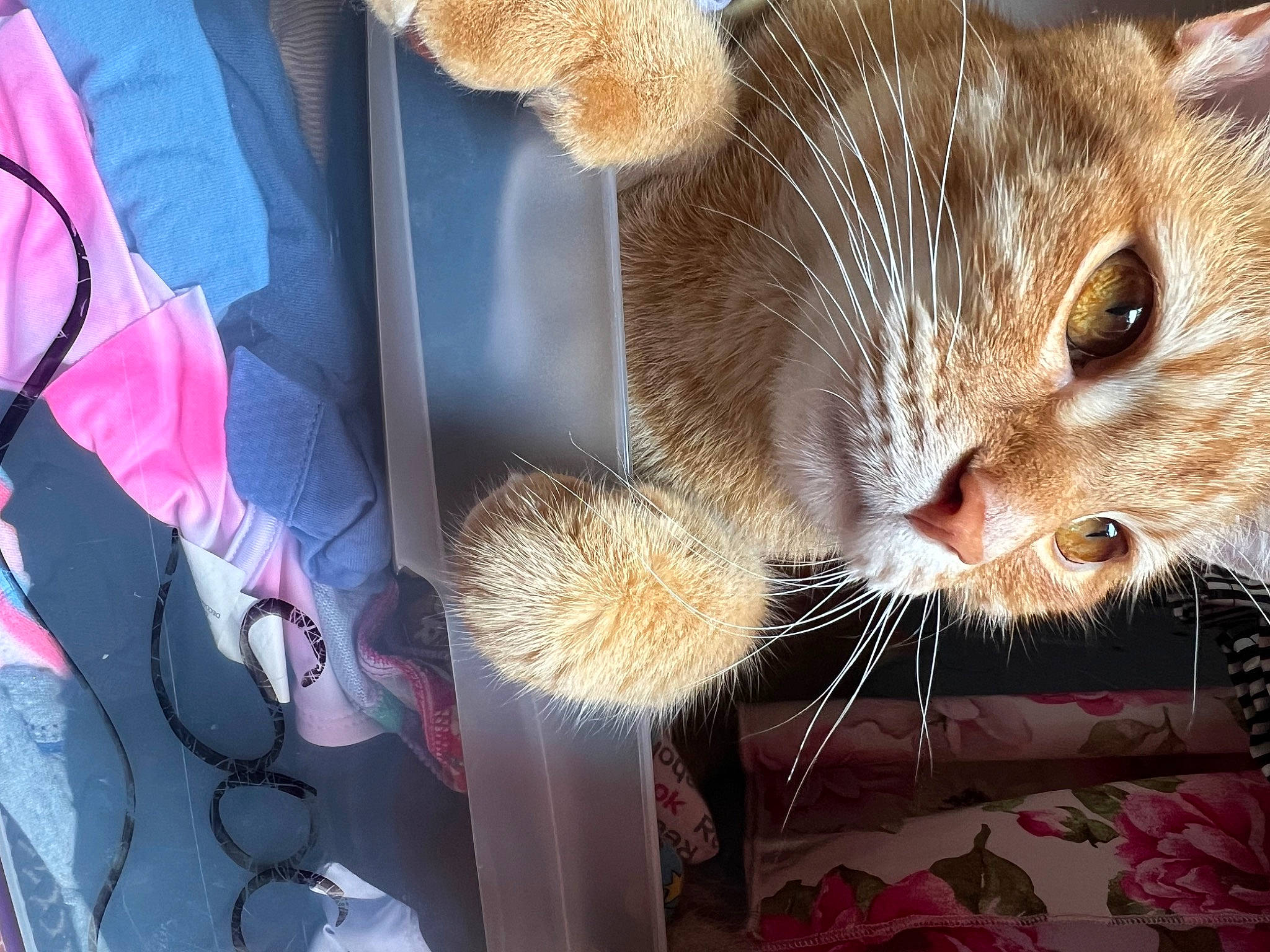 Sunny is registered to the contest to win money with this photo: carnivore, cat, claw, comfort, domestic_short_haired_cat, felidae, fur, nail, paw, small_to_medium_sized_cats, snout, whiskers