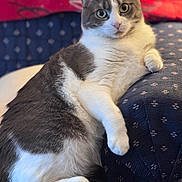 Pumpkin joined the competition — help win amazing prizes! cat, gray_and_white, fluffy, sitting, couch, patterned_fabric, indoor, relaxed, curious, wide_eyes, head_tilt, pet, fur, whiskers, paw, close_up, animal, feline, domestic_cat, red_background