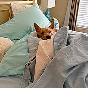 Hanky Panky joined the competition — help win amazing prizes! dog, bed, blanket, pillow, lamp, window, curtain, indoor, cozy, resting, sleepy, furniture, home, comfort, pet, small_dog, light, relaxation, room, soft