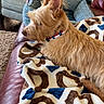 Hanky Panky joined the competition — help win amazing prizes! dog, pet, blanket, couch, fur, collar, indoor, furniture, living_room, ears, side_view, comfort, relaxation, home, pattern, textile, brown, tan, leather, cozy