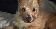 Hanky Panky is registered to the contest to win money with this photo: dog, pet, scruffy, brown_fur, bed, blanket, blue_blanket, indoors, animal, portrait, looking_at_camera, ears_up, cozy, resting, fur, canine, cute, laying_down, domestic_animal, closeup