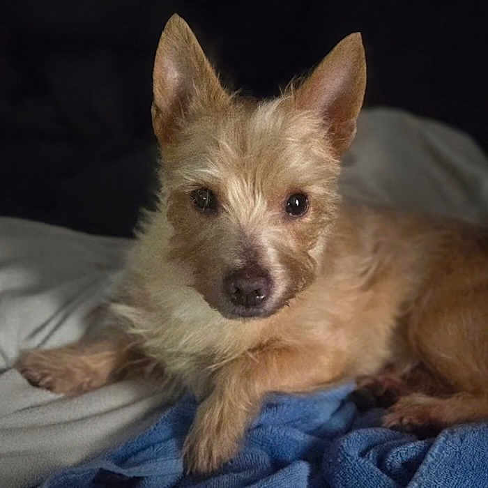 Hanky Panky is registered to the contest to win money with this photo: dog, pet, scruffy, brown_fur, bed, blanket, blue_blanket, indoors, animal, portrait, looking_at_camera, ears_up, cozy, resting, fur, canine, cute, laying_down, domestic_animal, closeup