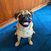 Uzi Cash joined the competition — help win amazing prizes! adorable, big_eyes, carpet, collar, companion, cute, dog, front_view, happy, indoor, looking_up, paws, pet, portrait, pug, short_muzzle, sitting, smiling, tongue_out, wood_paneling