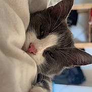 Hoodie a rejoint le concours — aidez-le/la à gagner de superbes lots ! animal, bedroom, blanket, cat, closeup, cozy, cute, feline, gray_cat, indoor, paw, pet, pink_nose, relaxed, resting, sleeping, snuggled, soft, whiskers, white_cat