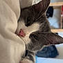 animal, bedroom, blanket, cat, closeup, cozy, cute, feline, gray_cat, indoor, paw, pet, pink_nose, relaxed, resting, sleeping, snuggled, soft, whiskers, white_cat