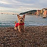 Chuck participe au concours pour gagner de l'argent avec cette photo : dog, beach, pebbles, sea, water, waves, sky, clouds, sailboats, coast, town, buildings, red_jacket, outdoor, nature, pet, small_dog, scenic, landscape, shore