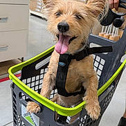 Chuck participe au concours pour gagner de l'argent avec cette photo : dog, shopping_basket, pet, store, indoor, happy, tongue_out, ears_up, animal, leash, hand, person, floor, box, shelf, retail, container, cute, small_dog, shopping