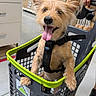 dog, shopping_basket, pet, store, indoor, happy, tongue_out, ears_up, animal, leash, hand, person, floor, box, shelf, retail, container, cute, small_dog, shopping