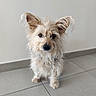 dog, pet, small_dog, scruffy, fluffy, ears, fur, cute, animal, indoor, tile_floor, light_wall, portrait, looking_at_camera, sitting, domestic_animal, companion, friendly, adorable, canine