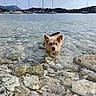 Chuck a rejoint le concours — aidez-le/la à gagner de superbes lots ! dog, water, pebbles, clear_water, sailboats, sea, coast, sky, outdoor, animal, pet, nature, summer, waves, shore, landscape, adventure, curious, fluffy, canine